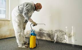 Professional Mold Remediation in Lafayette, CO